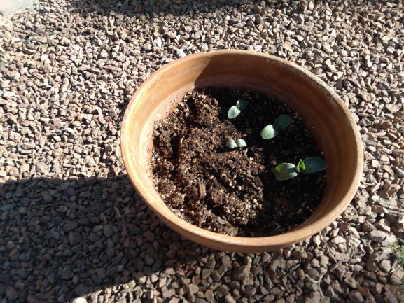 cucumber plant resized.jpg